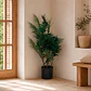 Planta Decorativa Palma Areca 110 cm - Miniatura 1
