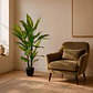 Planta Decorativa Aglaonema Variegado 125 cm - Miniatura 1