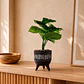 Planta Artificial Dieffenbachia Maceta Congo - Miniatura 1