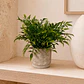 Planta Decorativa Artificial Laurus - Miniatura 1