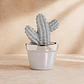 Figura Decorativa Cactus Gancho Cerámica Concreto - Miniatura 1