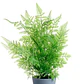 Planta Decorativa Artificial Follaje - Miniatura 2