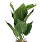 Planta Artificial Alocasia Maceta Blanca - Miniatura 3
