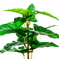 Planta Artificial Philodendron 35 Cms - Miniatura 3