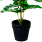 Planta Artificial Philodendron 35 Cms - Miniatura 2