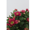 Chrysanthemum V12