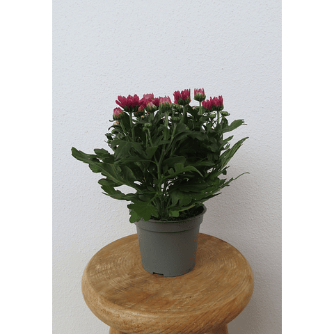Chrysanthemum V12