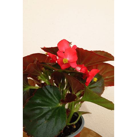 Begonia Semperflorens V12