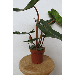  Philodendron 