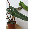  Philodendron 