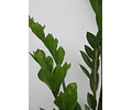 Zamioculca Zamiifolia