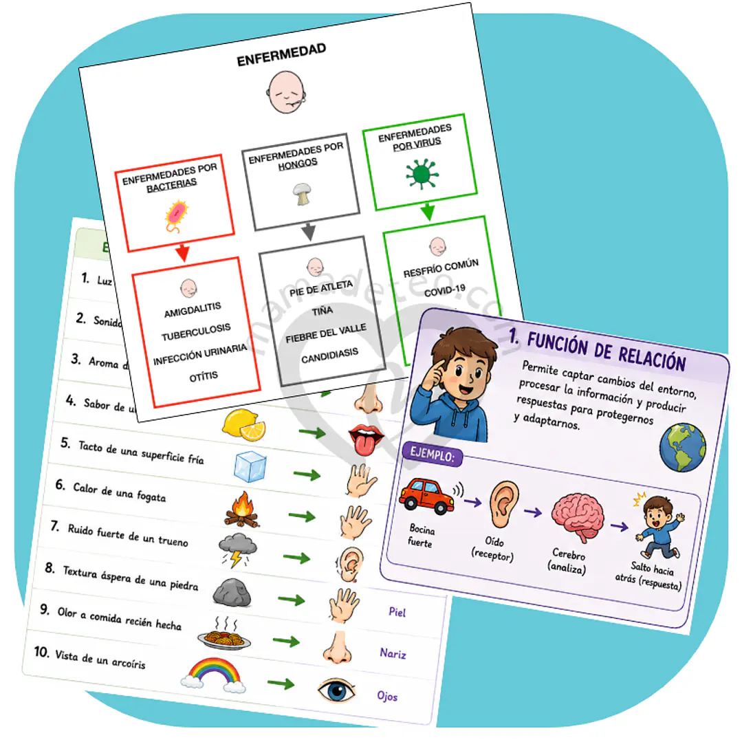 Guías de estudio adaptadas: Biología 1 (PDF gratuito) 1