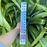 PREVENTA 1 Libro "El Pequeño Principe" 2da Edición