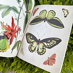 Collage Book, The Botanical Muse, Grabie.