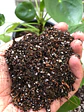 MIX TROPICAL  - Miniatura 2