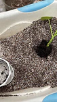 MIX CACTUS Y SUCUS - Miniatura 2