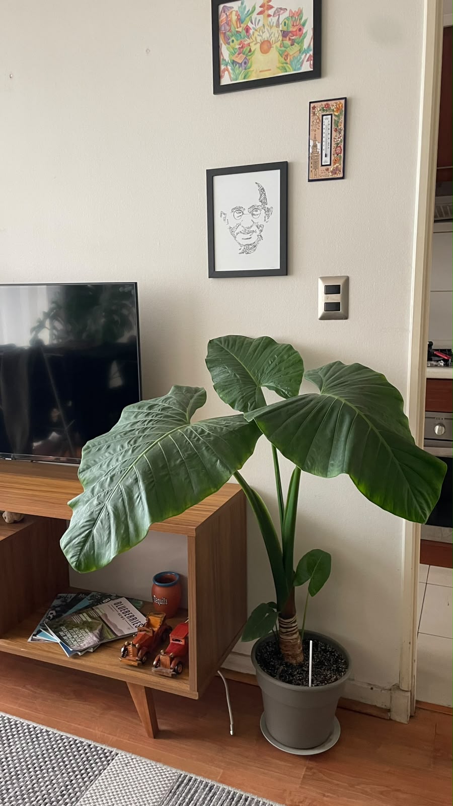 Como sobrevive un Manto de eva (Alocasia macrorrhizos) en invierno