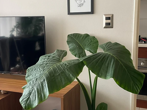 Como sobrevive un Manto de eva (Alocasia macrorrhizos) en invierno