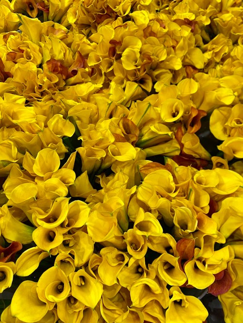 El fenómeno de las Flores Amarillas: ¿Por qué se regalan el 21 de marzo y el 21 de septiembre?