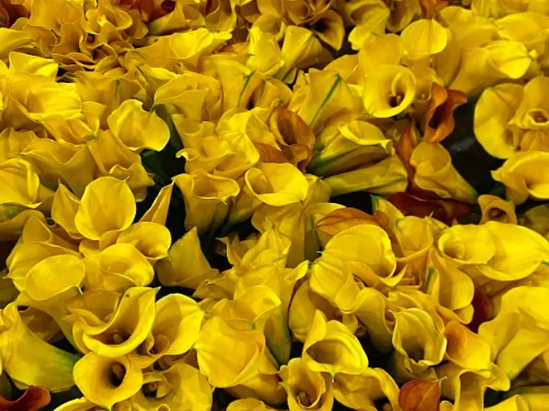 El fenómeno de las Flores Amarillas: ¿Por qué se regalan el 21 de marzo y el 21 de septiembre?