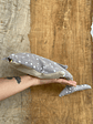 Estuche Tiburón ballena - gris pinturita - Miniatura 2