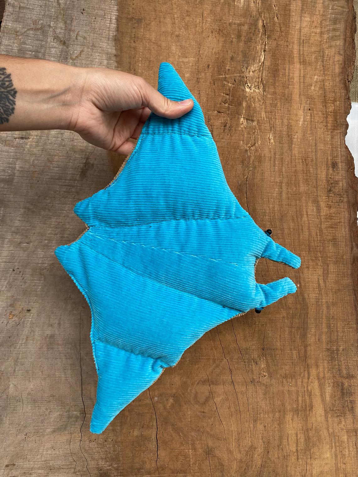 Guatero de semilla mantarraya gigante- calipso  2