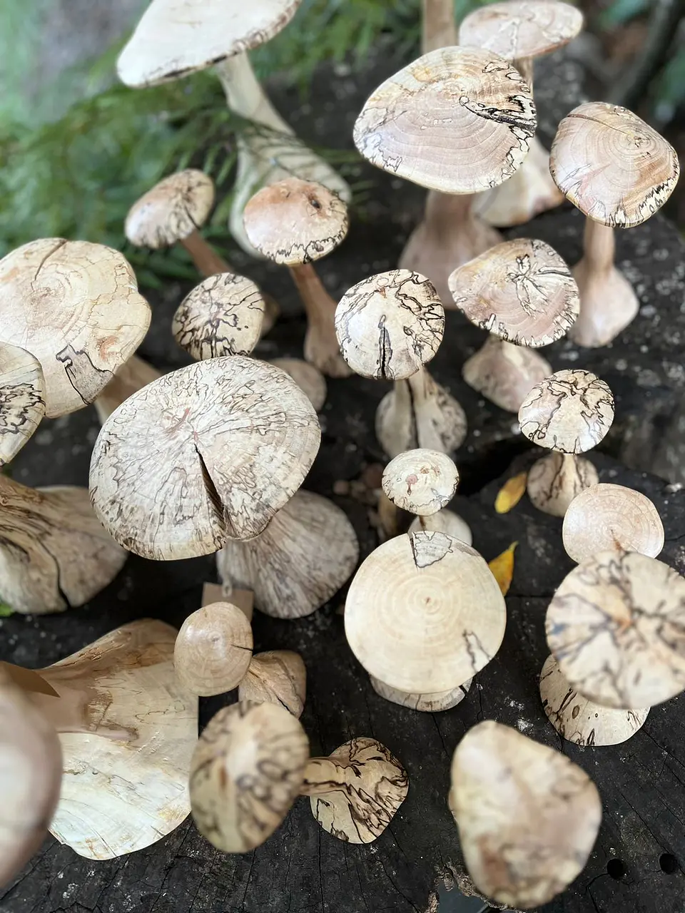 Hongos de madera 4