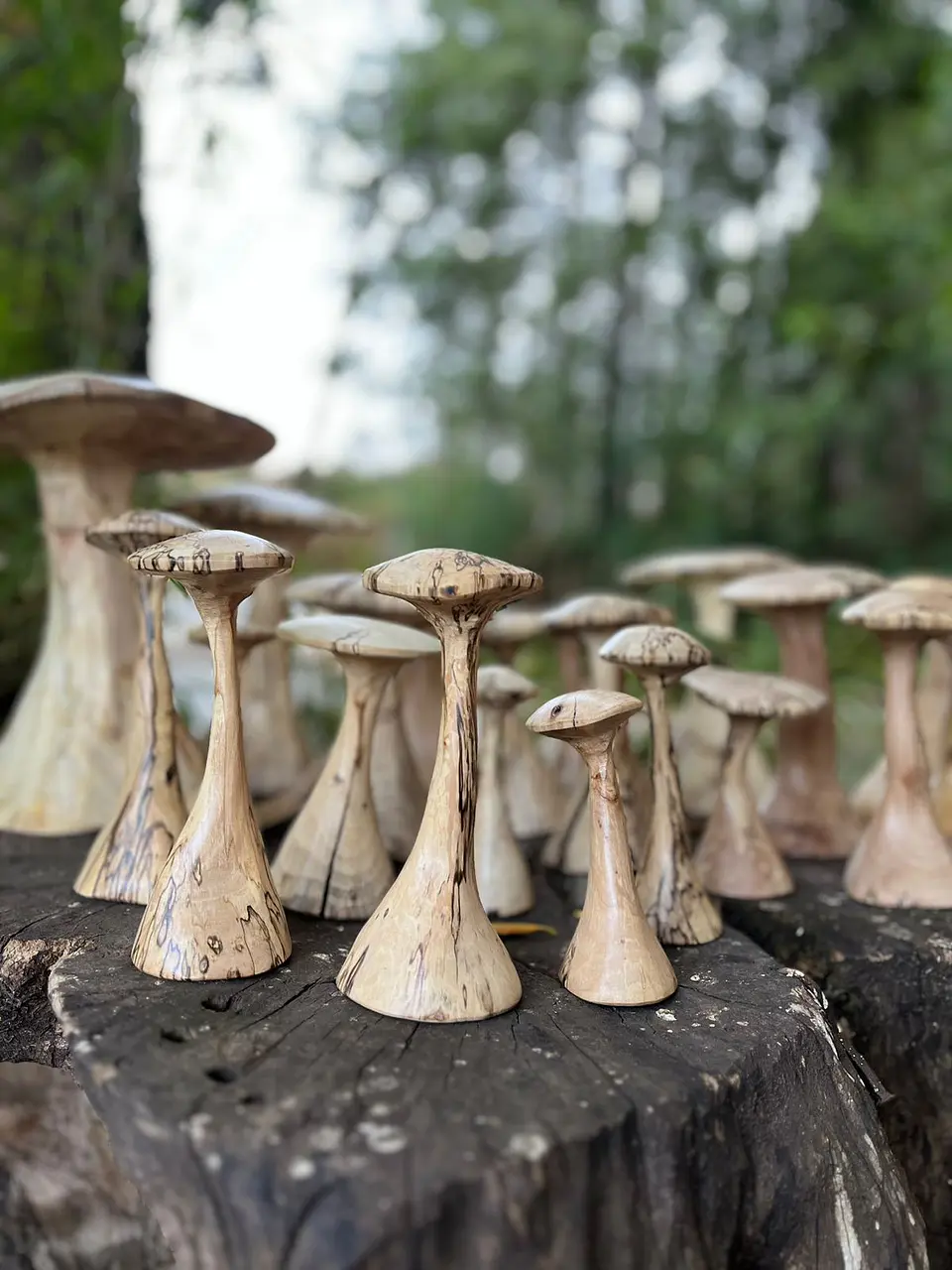 Hongos de madera 3