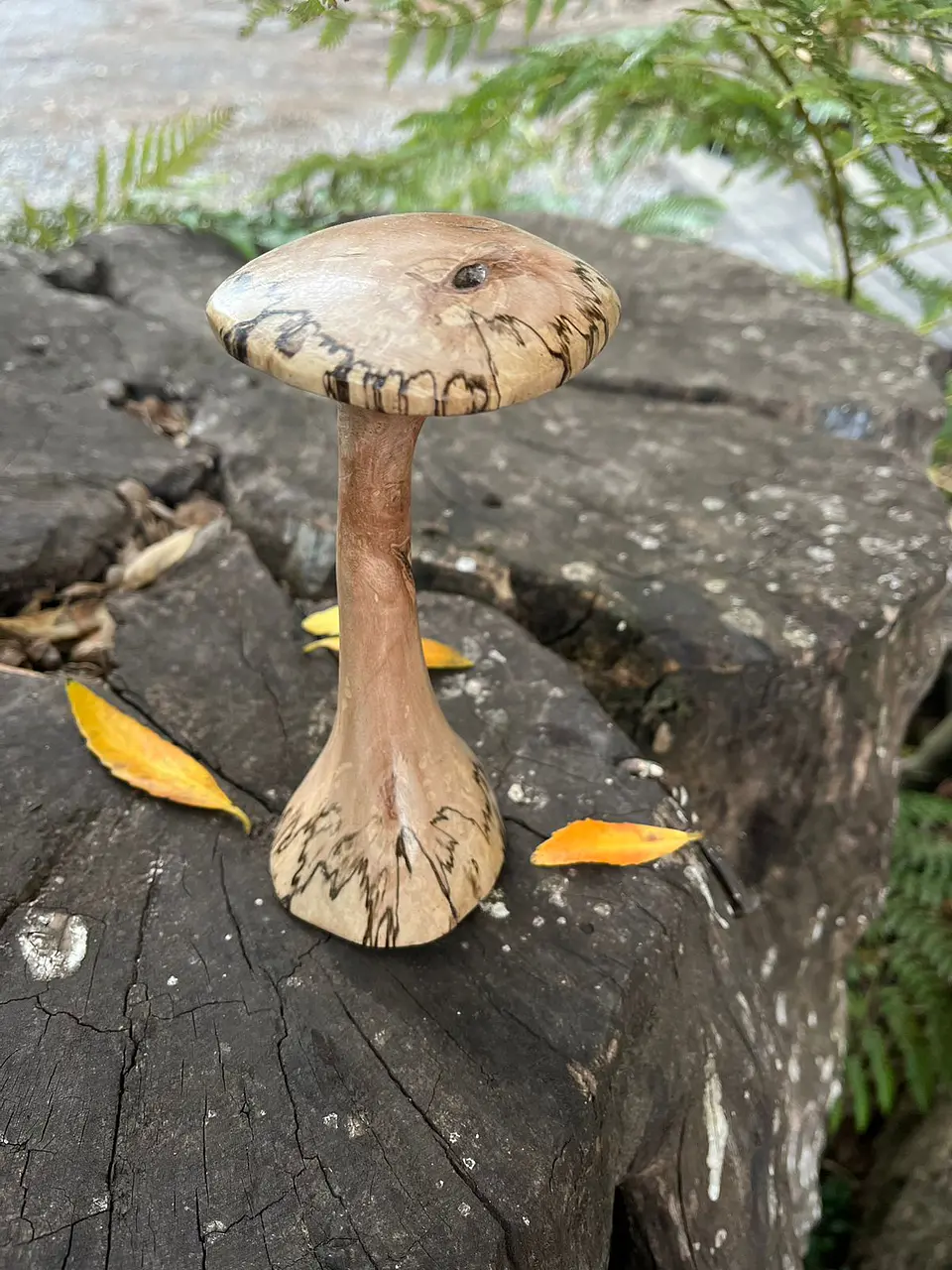 Hongos de madera 5