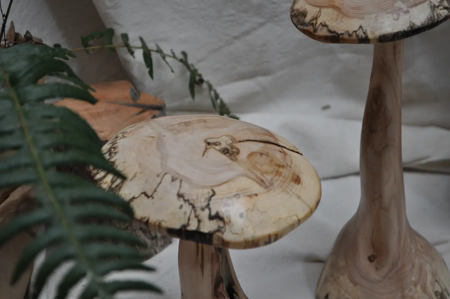 Hongos de madera 2