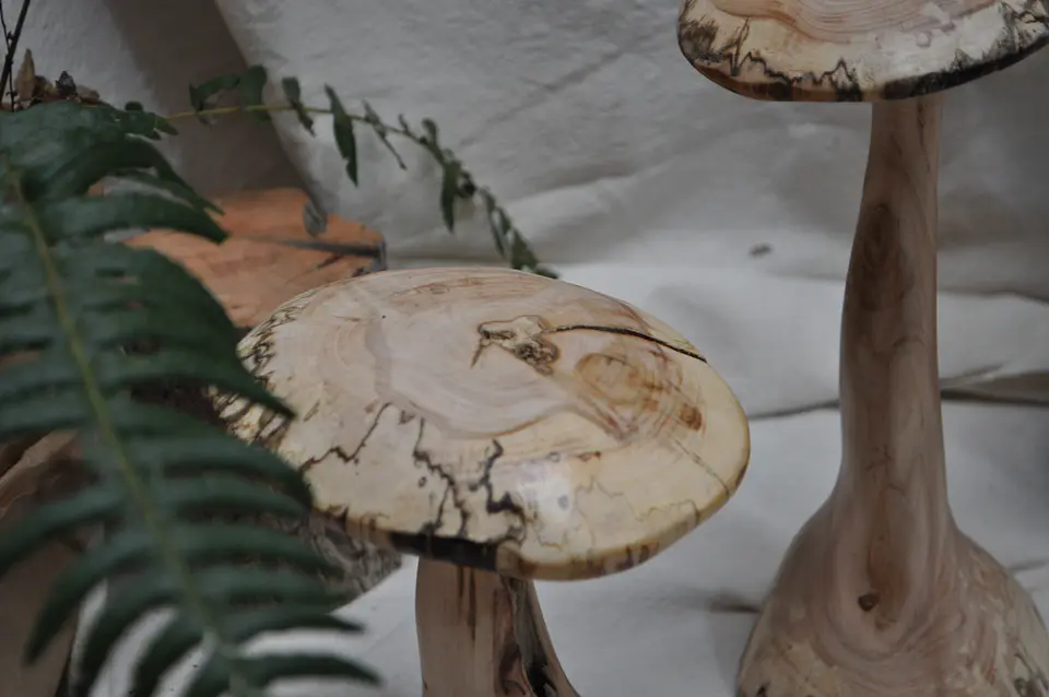 Hongos de madera 2