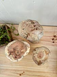 Trio de hongos de maderas nativas  - Miniatura 2