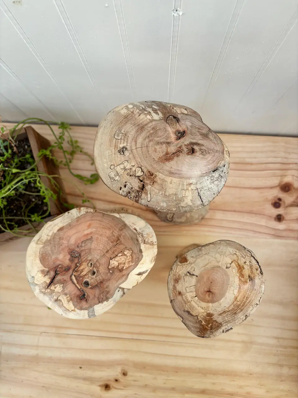 Trio de hongos de maderas nativas  2