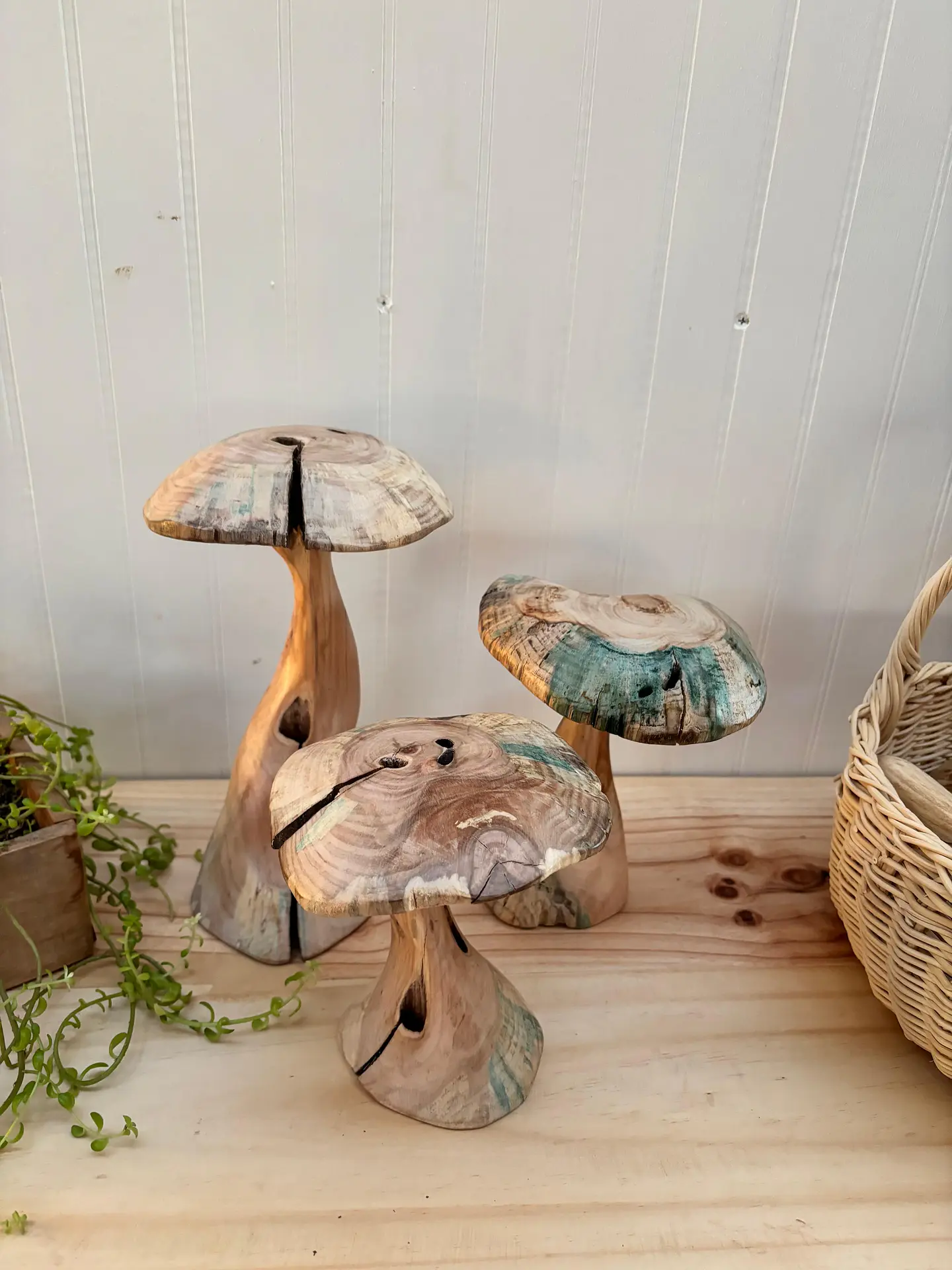 Trio de hongos de maderas nativas  5