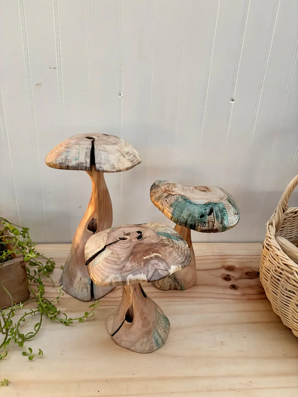 Trio de hongos de maderas nativas  5