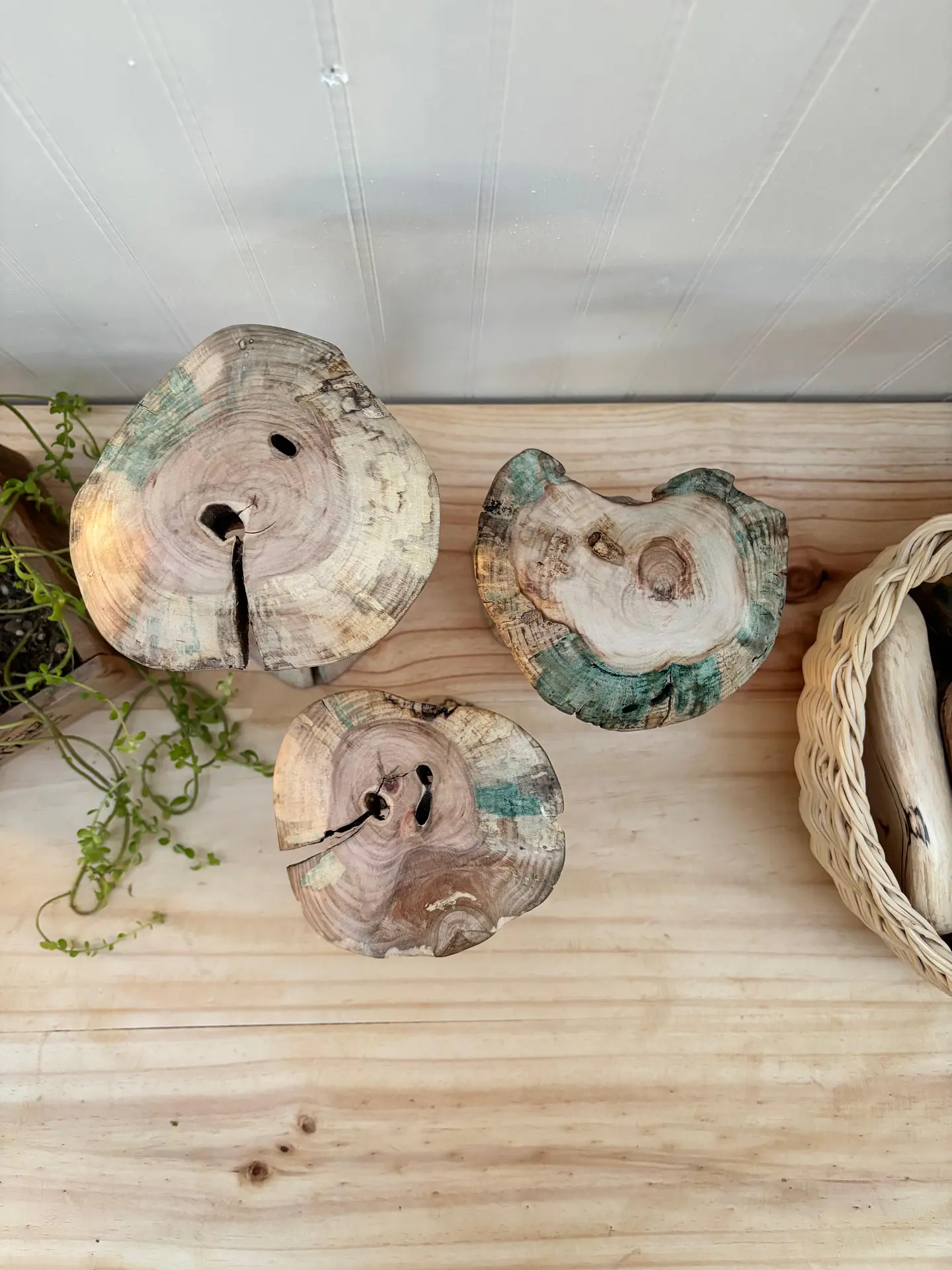 Trio de hongos de maderas nativas  6