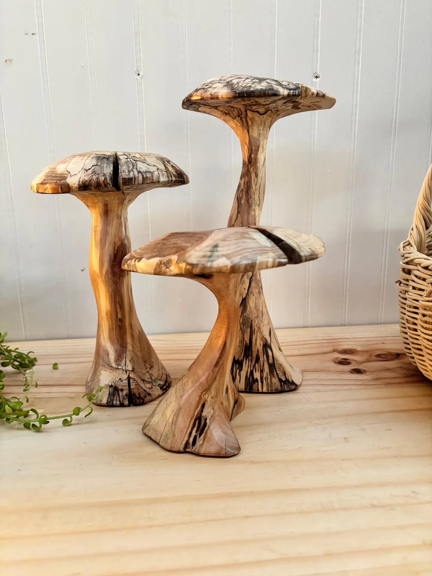 Trio de hongos de maderas nativas  7
