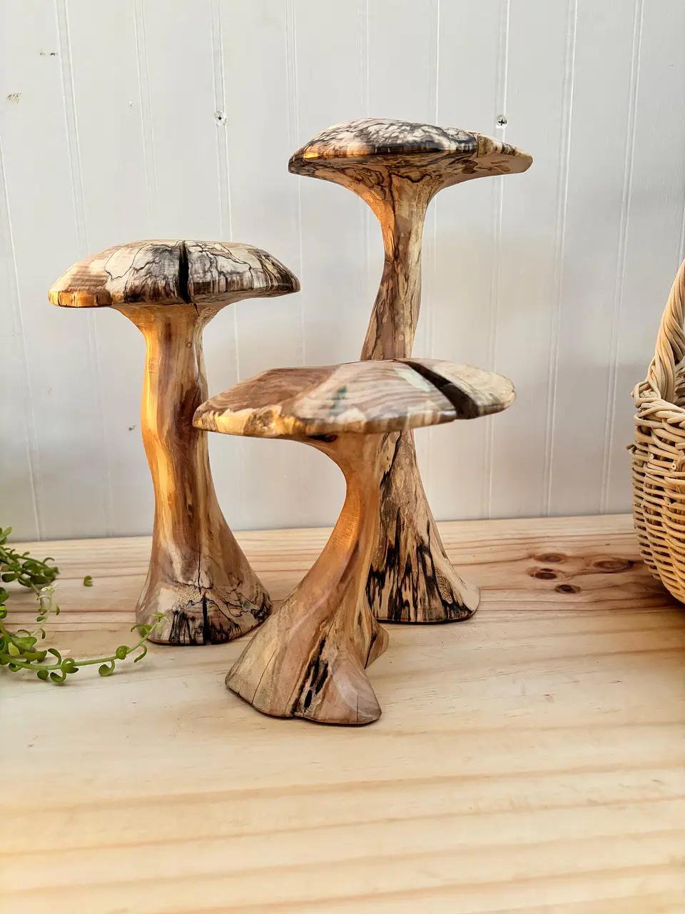 Trio de hongos de maderas nativas  7