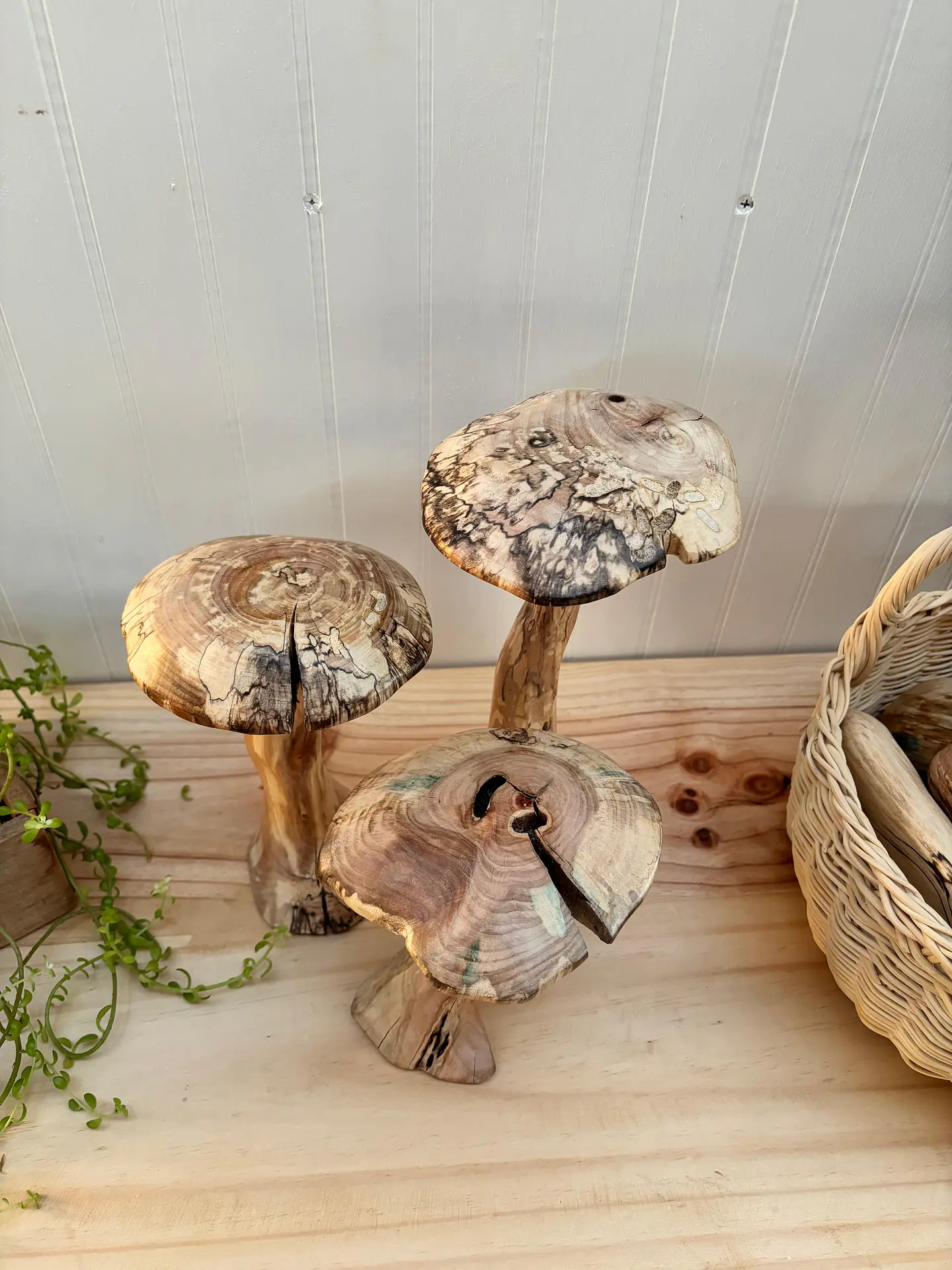 Trio de hongos de maderas nativas  8