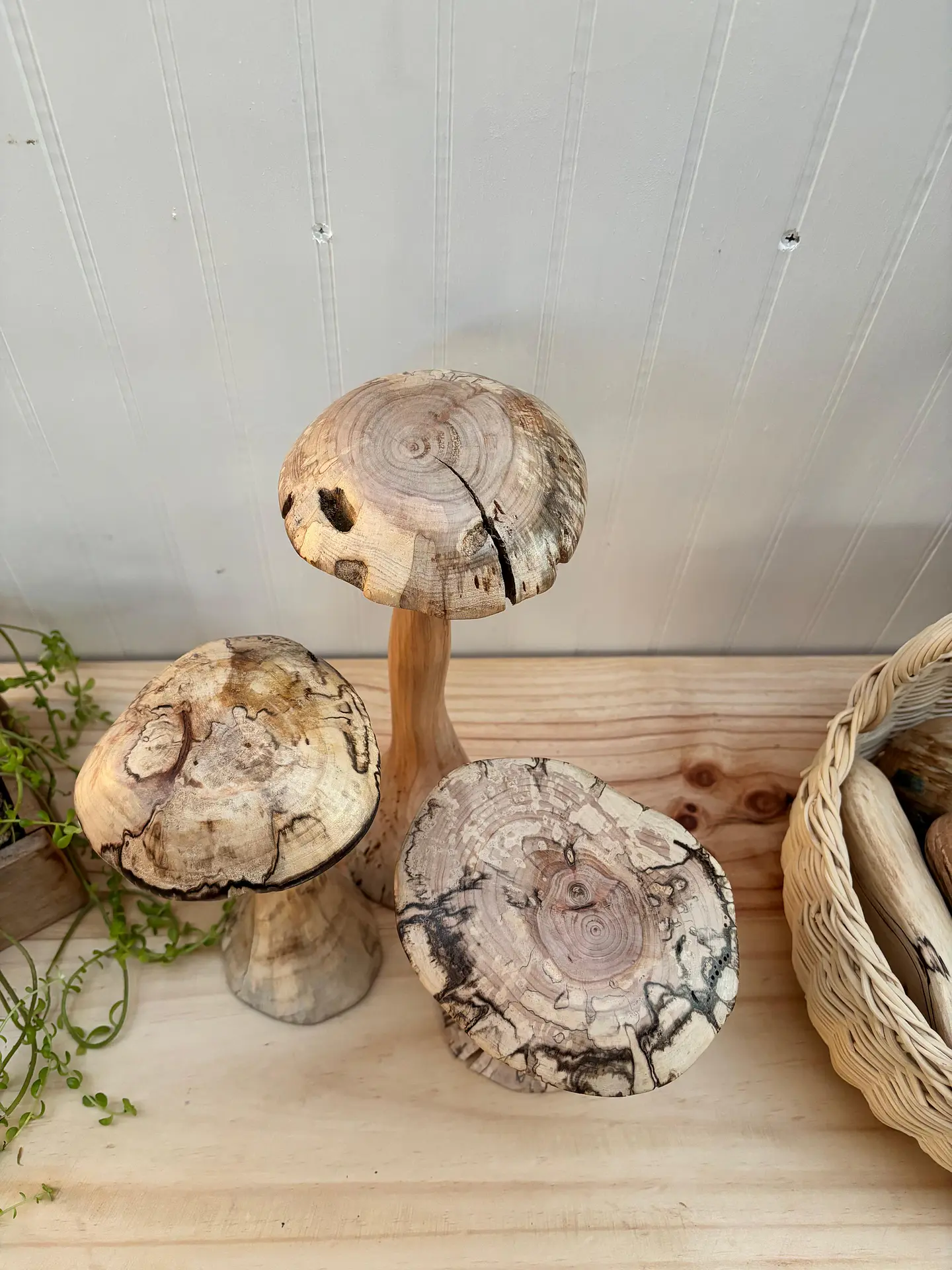Trio de hongos de maderas nativas  10