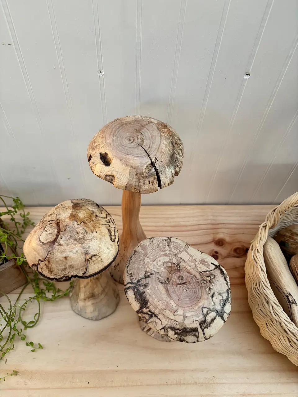 Trio de hongos de maderas nativas  10