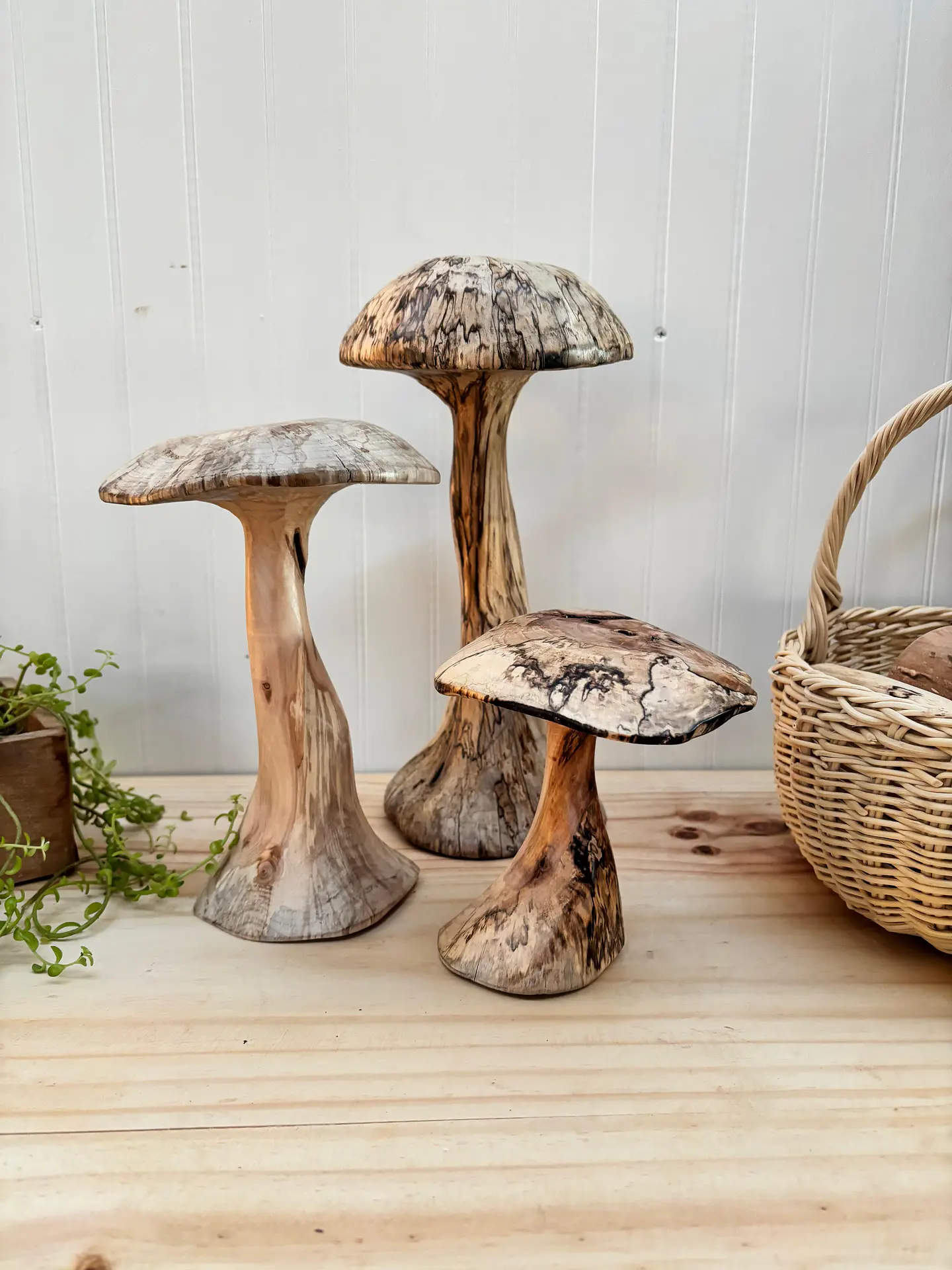 Trio de hongos de maderas nativas  11