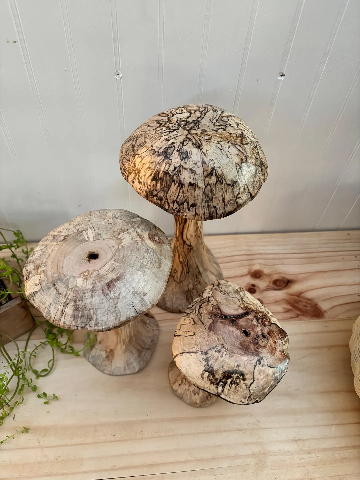 Trio de hongos de maderas nativas  12
