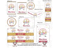Kit Imprimible Unicornio Dorado Editable