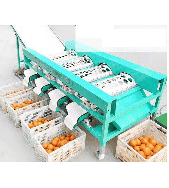 * Clasificadora calibradora de tamaño mesa frutas tomates hortalizas paltas naranjas citricos papas cebollas maquina (sin precio) equipos