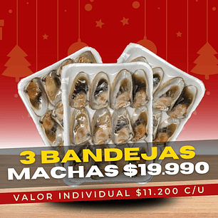 Machas Media Concha  3 Bandejas (36 Unidades)