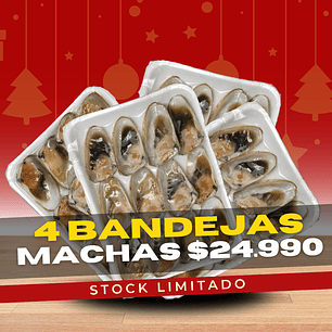 Machas Media Concha 4 Bandejas (48 Unidades)
