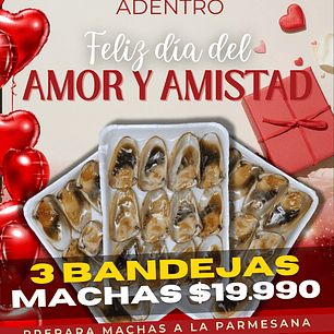 Machas Media Concha 3 Bandejas (36 Unidades)