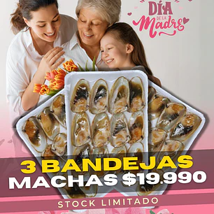 Machas Media Concha 3 Bandejas (36 Unidades)