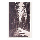1925 Bilhete Postal de Torres Vedras. Rua das Palmeiras - Quinta das Lapas 1